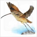 Long-Billed Curlew illustration