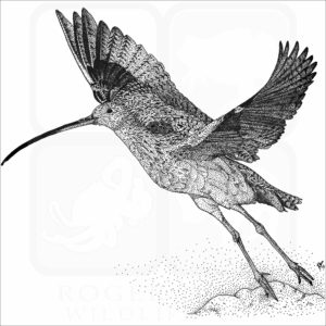 Long-Billed Curlew