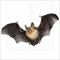 Long-Eared Bat