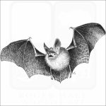 Long-Eared Bat