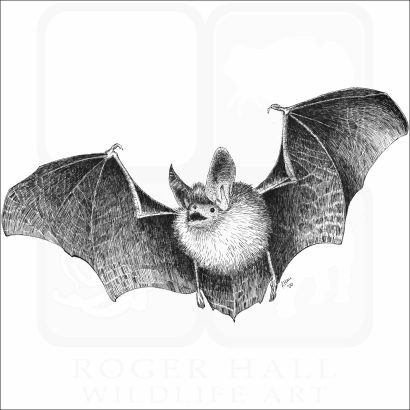 Long-Eared Bat