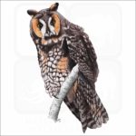 Long-Eared Owl illustration