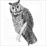 Long-Eared Owl