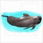 Long-Finned Pilot Whale illustration
