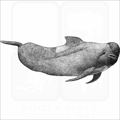Long-Finned Pilot Whale