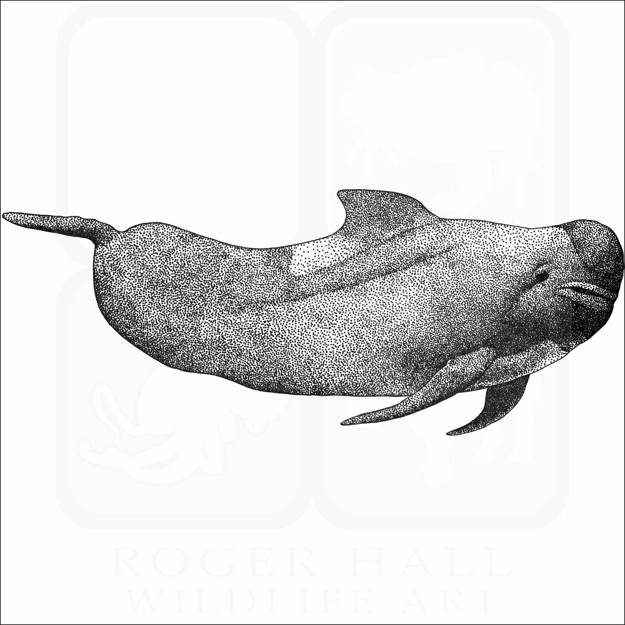 pilot whale drawing