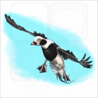 Long-Tailed Duck illustration