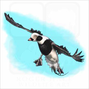 Long-Tailed Duck illustration
