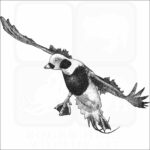 Long-Tailed Duck