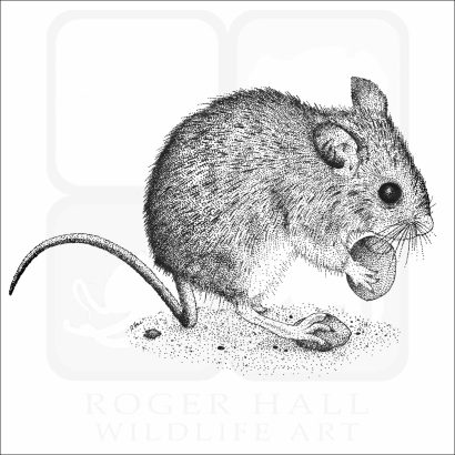 Long-Tailed Field Mouse - Signed Fine Art Print – inkart