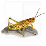 Eastern Lubber Grasshopper illustration