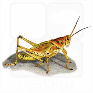 Eastern Lubber Grasshopper illustration