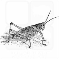 Eastern Lubber Grasshopper