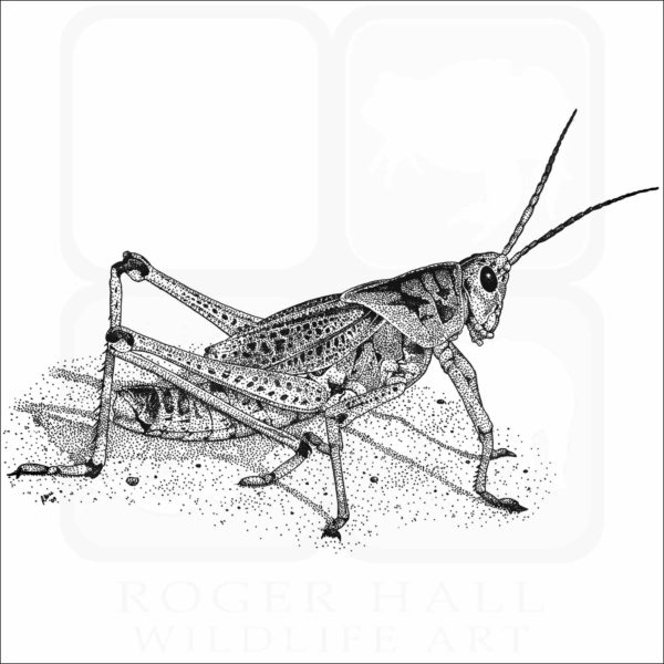 Eastern Lubber Grasshopper