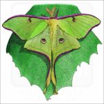 Luna Moth illustration