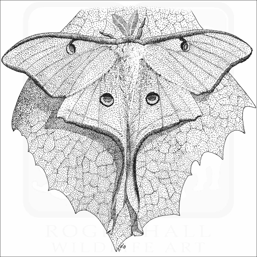 Luna Moth - Signed Fine Art Print – inkart