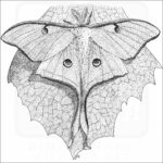 Luna Moth