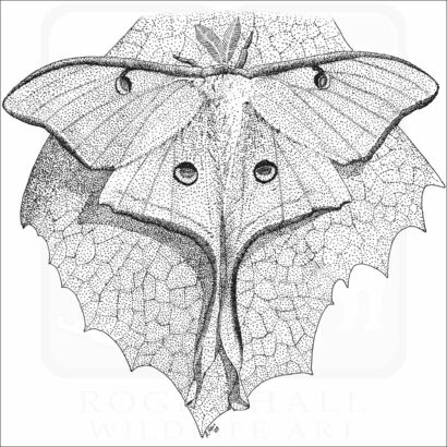 Luna Moth