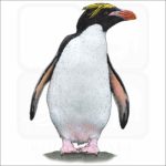 Macaroni Penguin illustration