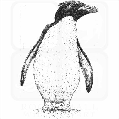 Macaroni Penguin
