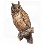 Madagascar Long-Eared Owl illustration