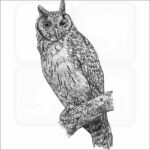 Madagascar Long-Eared Owl