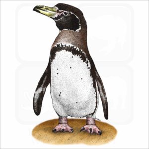 Magellanic Penguin illustration