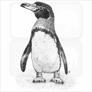 Magellanic Penguin