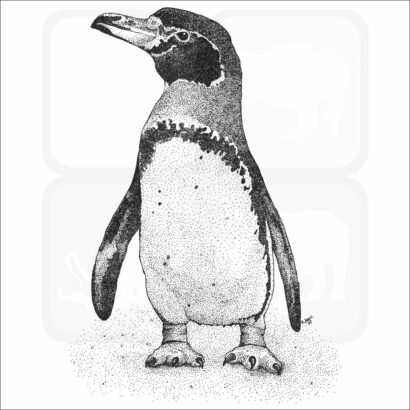 Magellanic Penguin