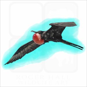 Magnificent Frigatebird illustration