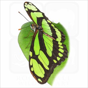 Scarce Bamboo Page Butterfly illustration