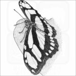 Scarce Bamboo Page Butterfly - Signed Fine Art Print - Image 2