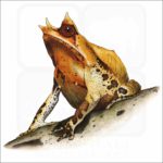 Malayan or Long-Nosed Horned Frog illustration