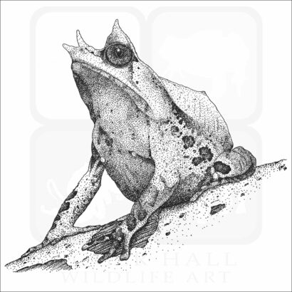 Malayan Horned Frog
