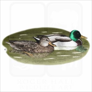 Mallard Ducks illustration