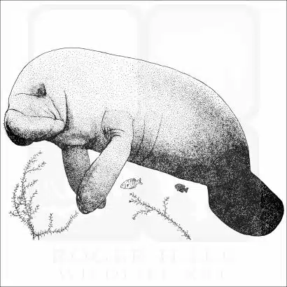 West Indian Manatee