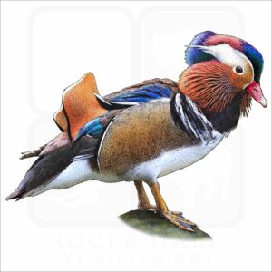 Mandarin Duck illustration