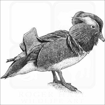 Mandarin Duck