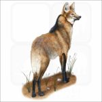 Maned Wolf illustration