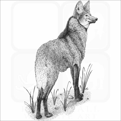 Maned Wolf