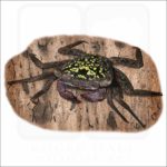 Mangrove Tree Crab illustration