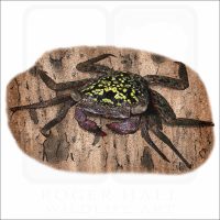 Mangrove Tree Crab illustration
