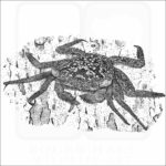 Mangrove Tree Crab