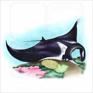 Giant Oceanic Manta Ray illustration