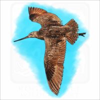 Marbled Godwit illustration