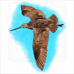 Marbled Godwit illustration
