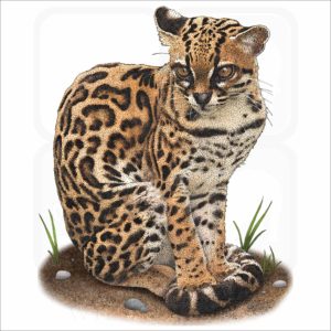 Margay illustration