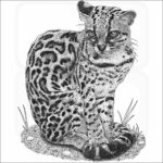 Margay - Signed Fine Art Print - Image 2