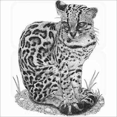 Margay - Signed Fine Art Print - Image 2