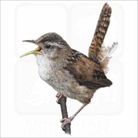 Marsh Wren illustration